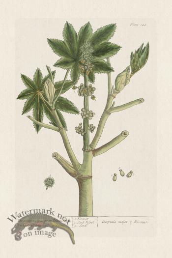 BEE 148 The greater Spurge